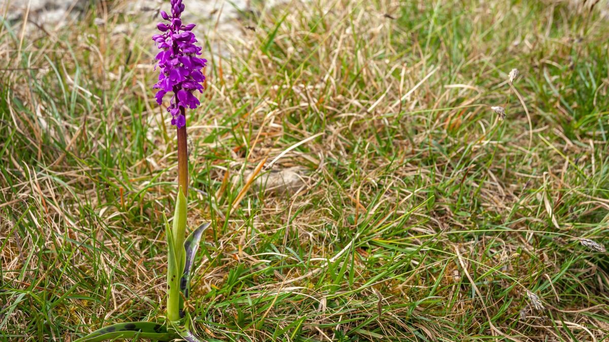 Füles kosbor (Orchis mascula) virágzó példánya, élénk lila színnel, zöld fűben állva, természetes környezetben.