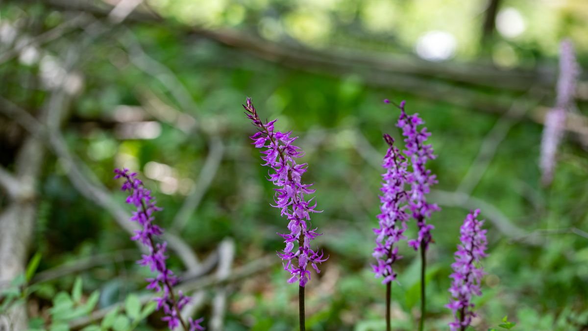 Füles kosbor (Orchis mascula) virágai, élénk lila színben, zöld háttér előtt, erdei környezetben.