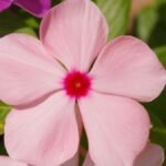 Közeli felvétel egy rózsaszín futós vinkáról, élénk zöld levelek között.