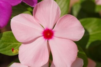 Közeli felvétel egy rózsaszín futós vinkáról, élénk zöld levelek között.