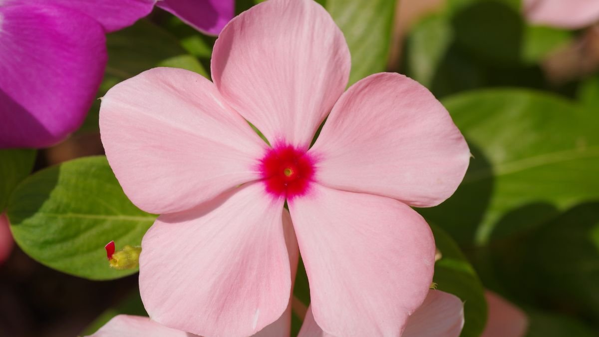 Közeli felvétel egy rózsaszín futós vinkáról, élénk zöld levelek között.