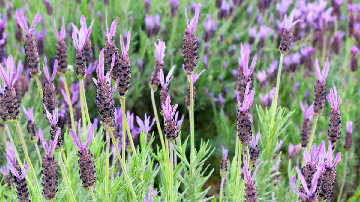 Füzéres levendula (Lavandula stoechas) virágzó szárai, füzérszerű virágokkal és zöld levelekkel.