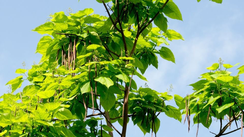 A gömb szivarfa zöld levelei és hosszú termései, világos kék háttér előtt.
