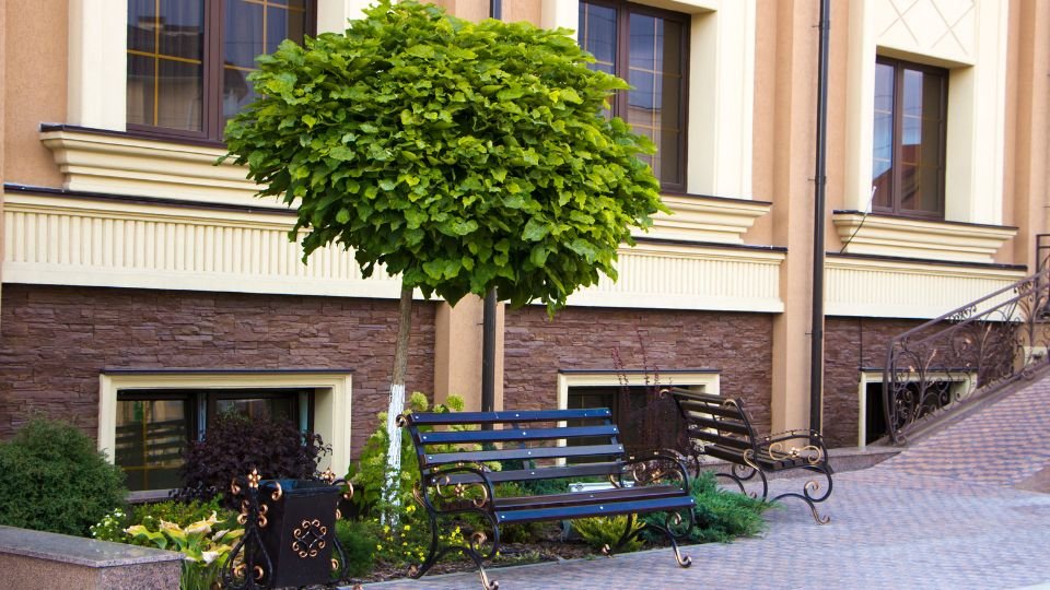 Egy gömb szivarfa díszíti a kertet, zöld levelekkel és kerek koronával, háttérben padokkal.