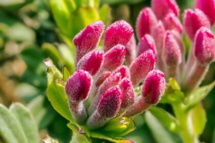 Henye boroszlán rügyei közelről, élénk rózsaszín és zöld színekben, friss és illatos növény.