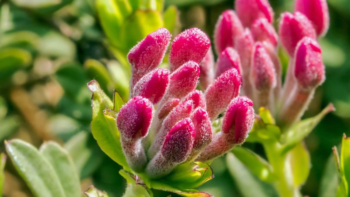 Henye boroszlán rügyei közelről, élénk rózsaszín és zöld színekben, friss és illatos növény.