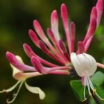 Egy illatos lonc virágzó ága, rózsaszín és sárga virágokkal, zöld levelek között.