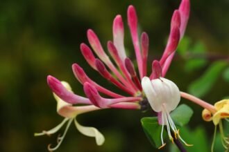 Egy illatos lonc virágzó ága, rózsaszín és sárga virágokkal, zöld levelek között.