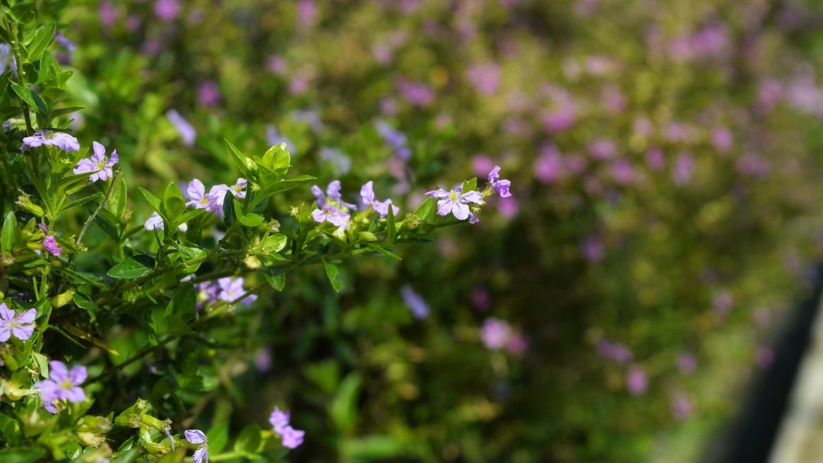 A japánmirtusz (Cuphea hyssopifolia) lila virágai és zöld levelei egy gyönyörű díszkertben.