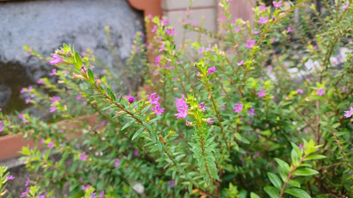 Színes japánmirtusz (Cuphea hyssopifolia) virágokkal teli, zöld levelekkel körülvéve, díszkertben.