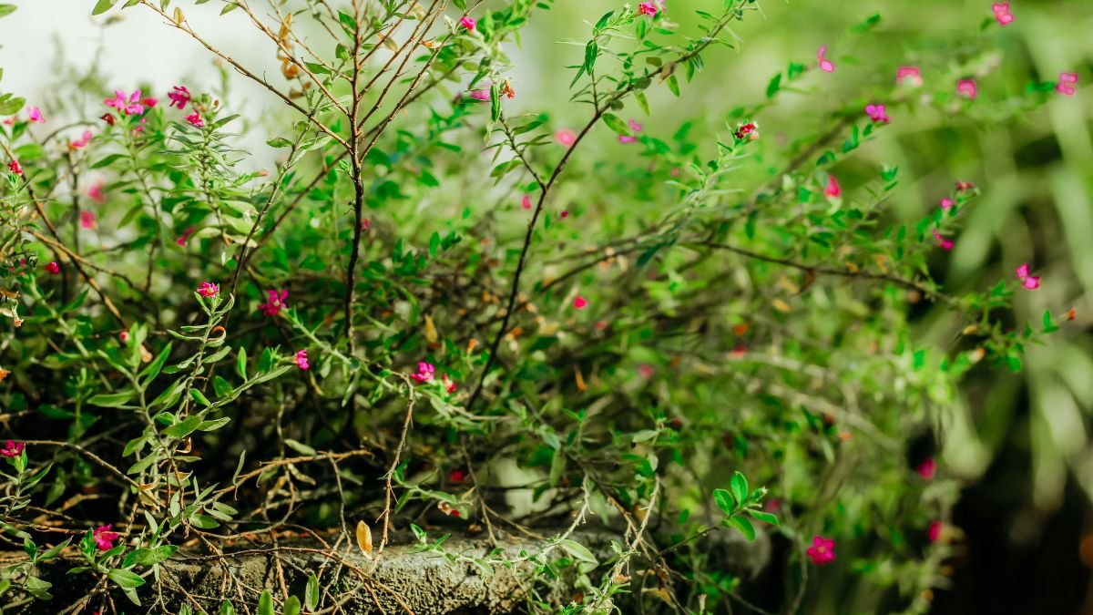 A japánmirtusz (Cuphea hyssopifolia) gazdagon virágzó, zöld levelekkel borított növény, pink virágokkal díszítve.