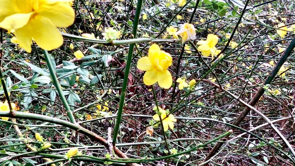 Téli jázmin (Jasminum nudiflorum) sárga virágai, amelyek a gallyakon bontakoznak ki, zöld levelek között.