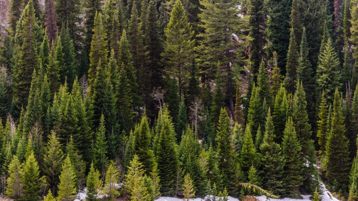 Sűrű fenyőerdő, változatos zöld árnyalatokkal, amely a fenyőfák egészségét és szépségét tükrözi.