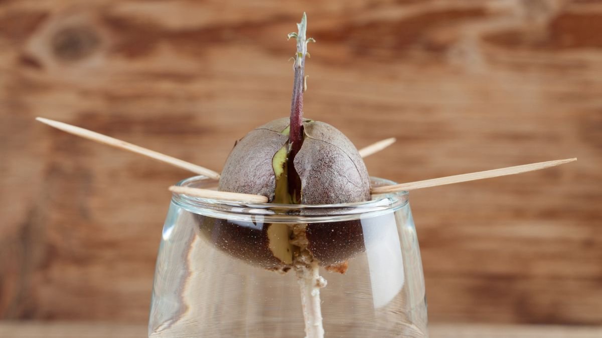 Egy avokádó mag, amely vízben csírázik, fakanalakkal megtámasztva egy pohárban.