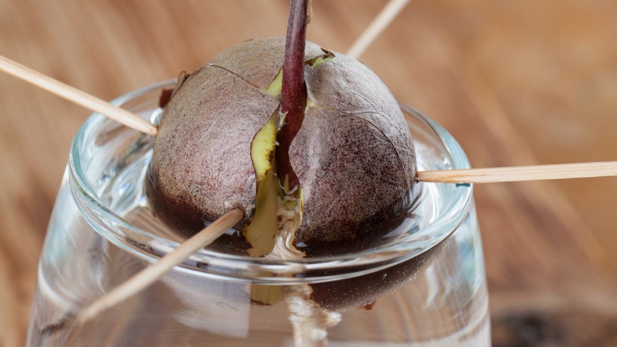 Egy avokádó mag, amely vízben csírázik, fapálcikák segítségével támasztva.