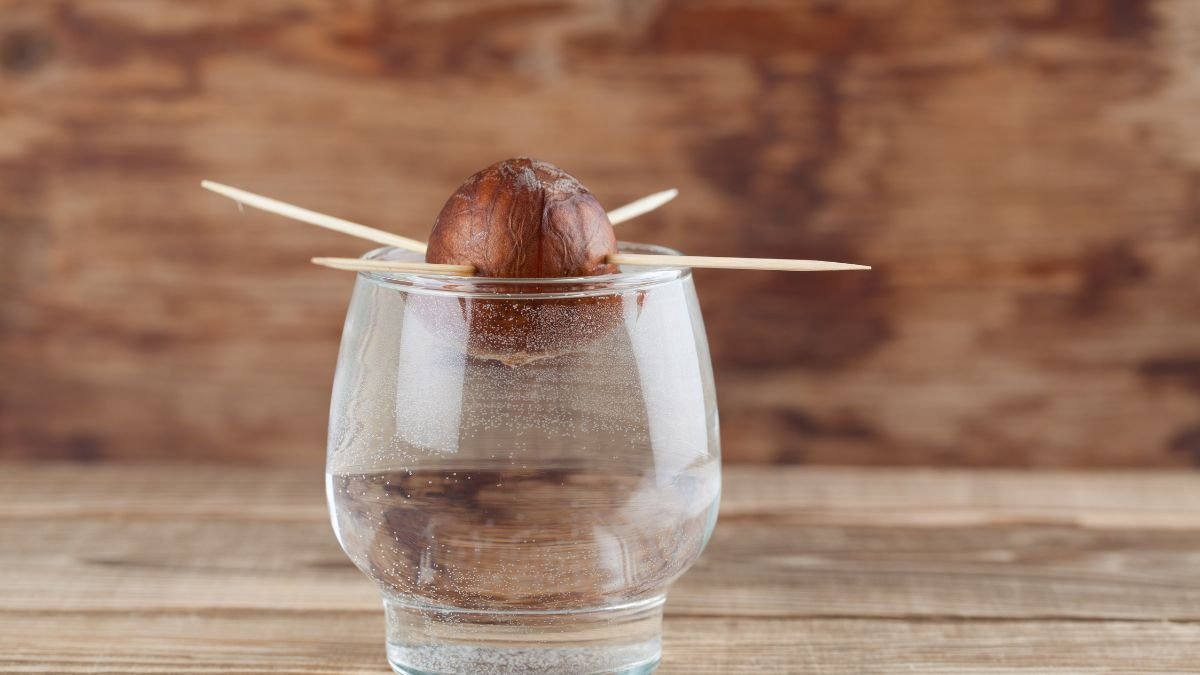 Egy avokádó mag üvegből kiemelkedve, fogpiszkálókkal támasztva, vízben csírázik.