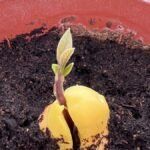 Csírázó avokádó mag, zöld hajtással a földben, barátságos környezetben.