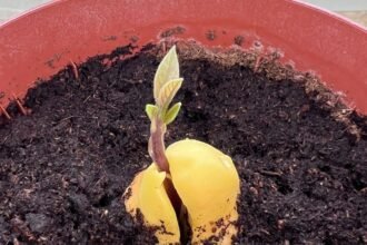 Csírázó avokádó mag, zöld hajtással a földben, barátságos környezetben.