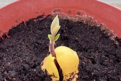 Csírázó avokádó mag, zöld hajtással a földben, barátságos környezetben.