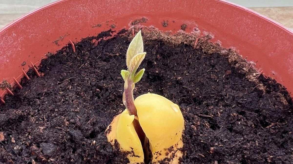 Csírázó avokádó mag, zöld hajtással a földben, barátságos környezetben.