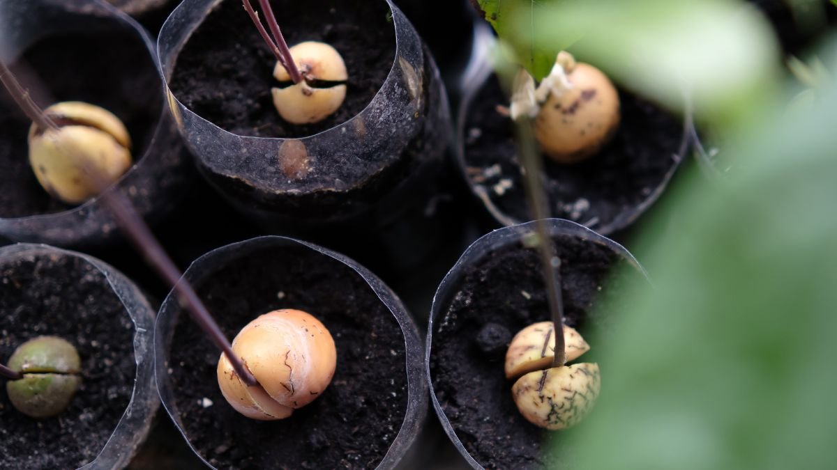 Csírázó avokádó magok kis műanyag edényekben, friss földdel körülvéve.