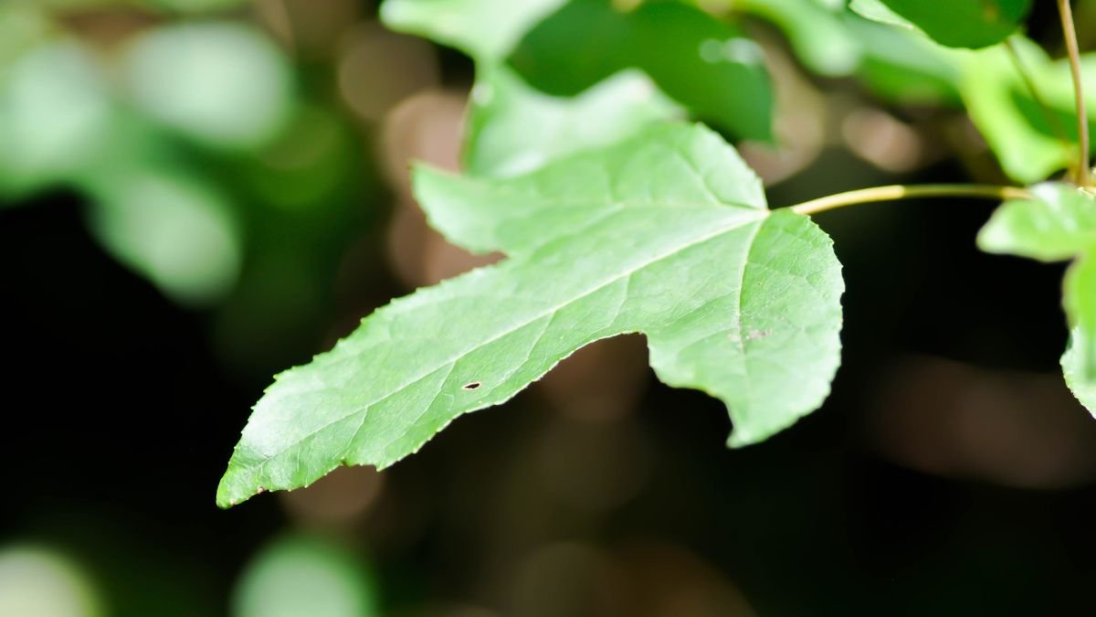 A cukorjuhar levele, élénk zöld színével és finom erezetével, a díszkertben ragyog.