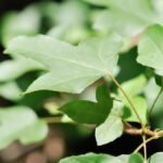 A cukorjuhar levelei, élénk zöld színükkel és jellegzetes formájukkal, a napfényben ragyognak.