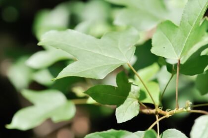 A cukorjuhar levelei, élénk zöld színükkel és jellegzetes formájukkal, a napfényben ragyognak.