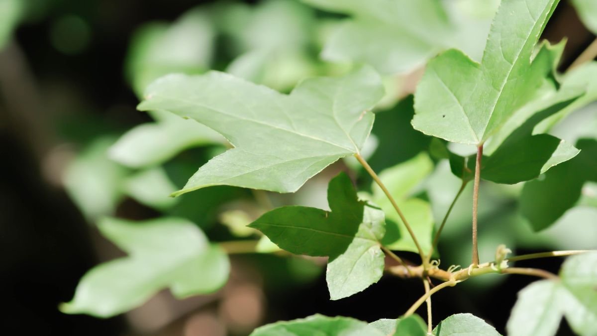 A cukorjuhar levelei, élénk zöld színükkel és jellegzetes formájukkal, a napfényben ragyognak.