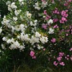 Színes leander virágok, fehér és rózsaszín árnyalatokban, zöld levelek között.