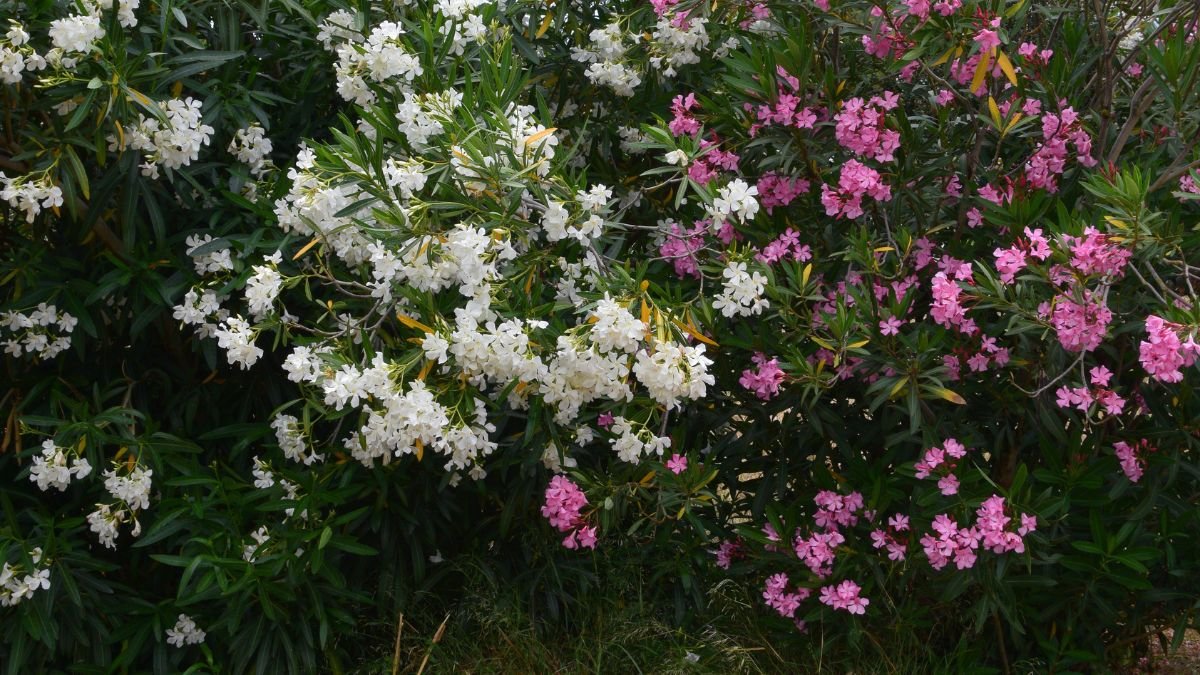 Színes leander virágok, fehér és rózsaszín árnyalatokban, zöld levelek között.