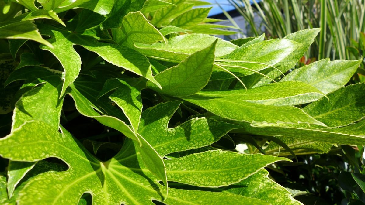 Dús, fényes zöld levelek a szobaaráliáról, melyek egészséges és friss megjelenést kölcsönöznek.