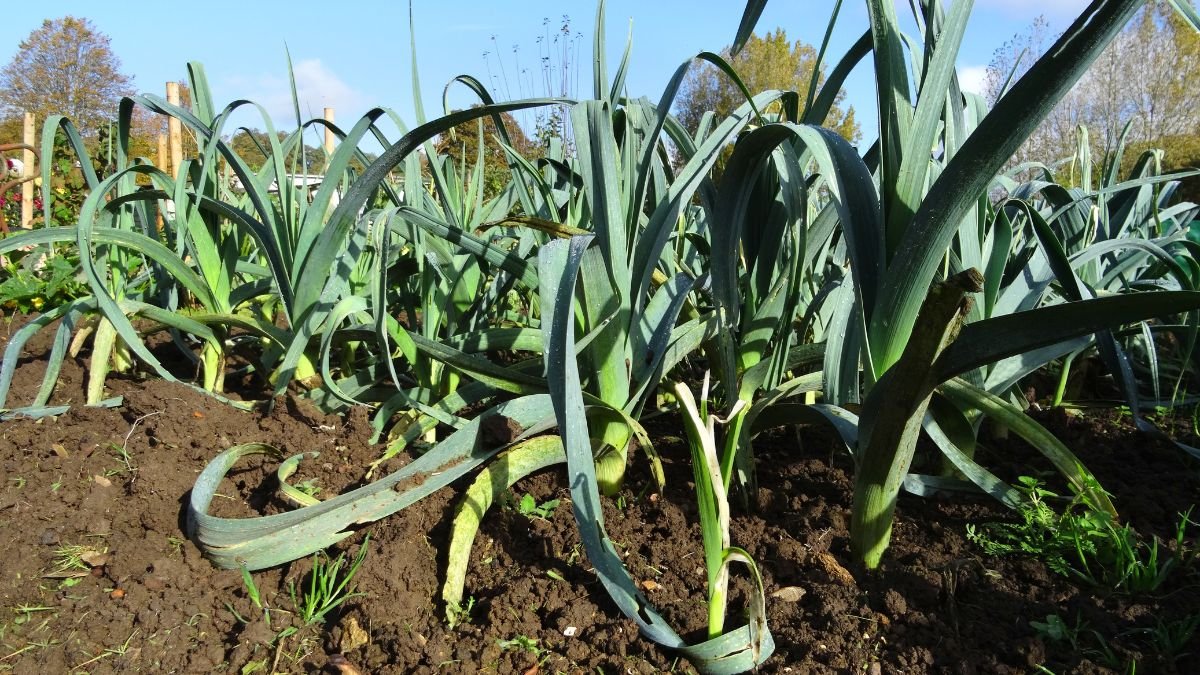 Zöld póréhagyma növények egy konyhakertben, gazdag földben, napsütésben.