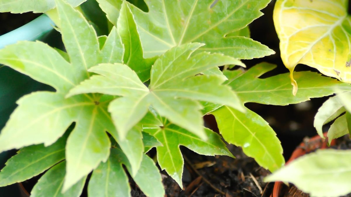 Egy szobaarália (Fatsia japonica) levelei, gazdag zöld színben, egészséges és életerős növényként.