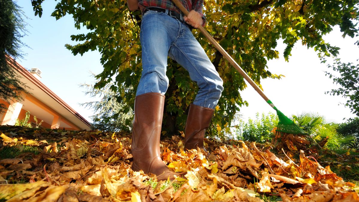 Egy ember barna gumicsizmában és farmerban faleveleket gereblyéz egy napsütéses őszi napon, háttérben zöld fák.