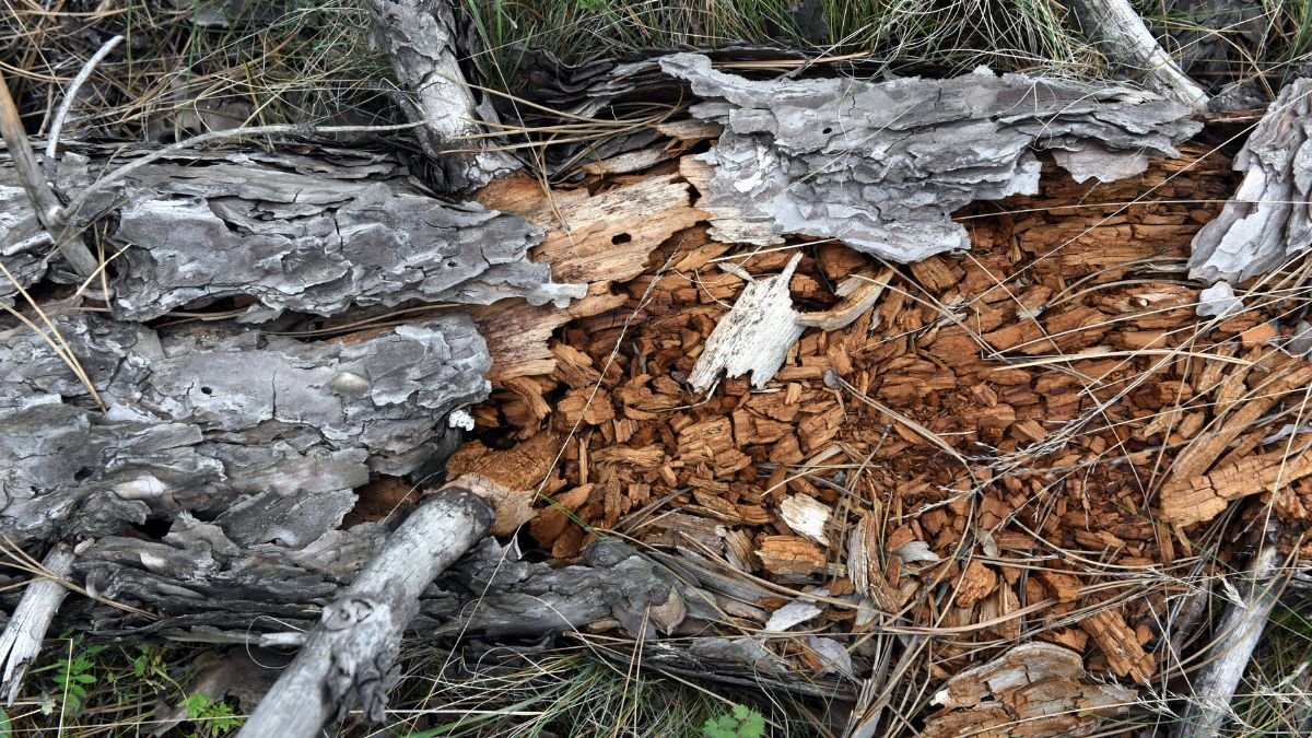 Egy fenyőfa törzse, amelyen látható a korhadás és a kártevők által okozott károsodás.