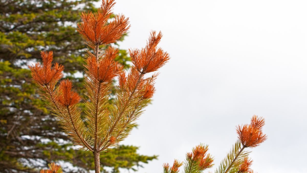 Egy fenyőfa ágán sárgás-narancssárga tűlevelek láthatók, jelezve a fenyőbetegségek jelenlétét.
