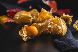 Földicseresznye gyümölcsök, aranysárga színűek, papírszerű burkukkal, egy sötét háttéren elhelyezve.