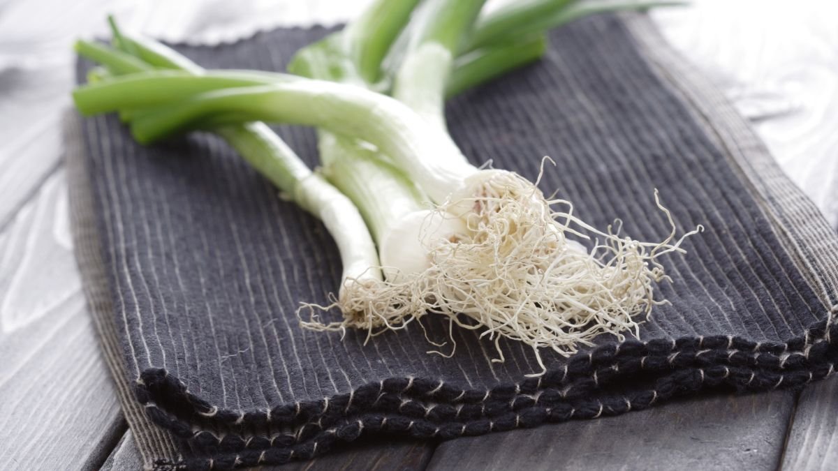 Friss póréhagyma, zöld szárakkal és gyökerekkel, egy sötét textilen.