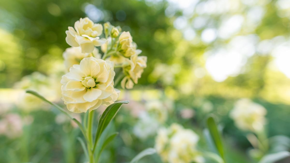 Kerti viola (Matthiola incana) világos sárga virágokkal, zöld levelekkel, háttérben elmosódott kert.
