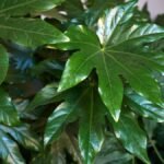 A szobaarália zöld, szív alakú levelei, élénk színükkel otthoni díszítésre ideálisak.