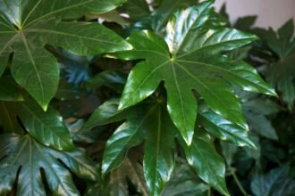 A szobaarália zöld, szív alakú levelei, élénk színükkel otthoni díszítésre ideálisak.