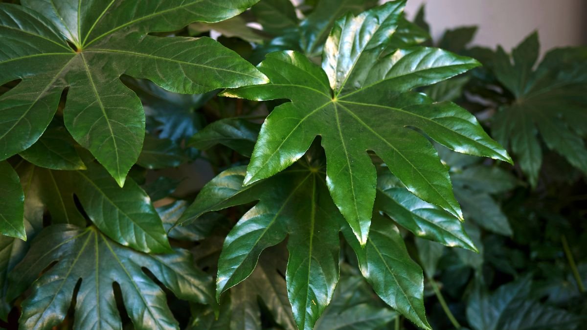 A szobaarália zöld, szív alakú levelei, élénk színükkel otthoni díszítésre ideálisak.