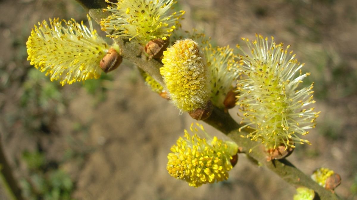 A kecskefűz ágról virágzó sárga barkák, tavaszi napfényben ragyognak.