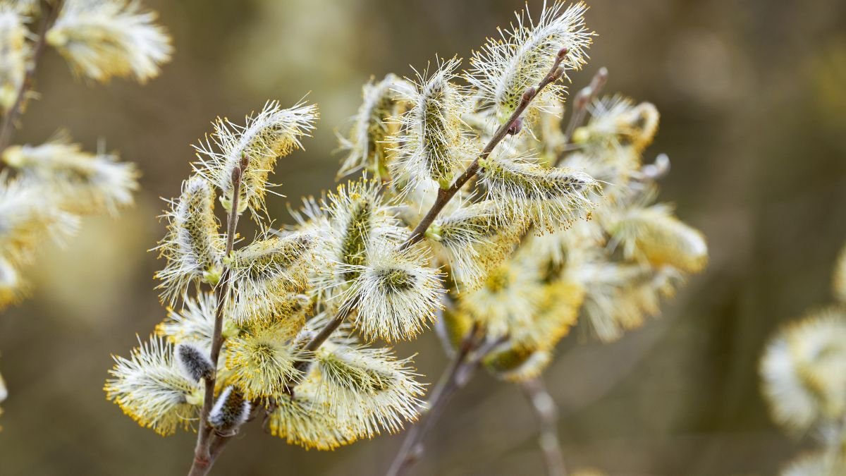 A kecskefűz virágzásakor megjelenő, puha, sárgás színű barkák, amelyek a tavasz érkezését jelzik.