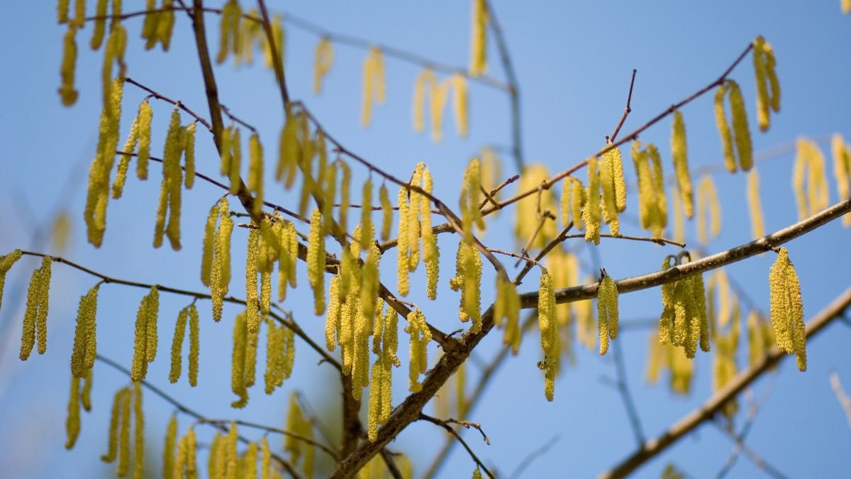 Egy kecskefűz ágain sárga virágfüzérek lógnak, tiszta kék ég háttérrel.