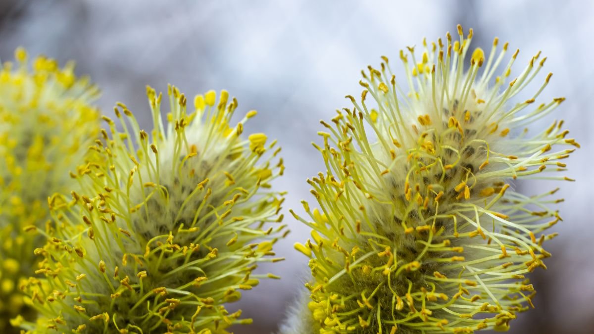 A kecskefűz virágai, zöldes-sárga színű, puha, bolyhos részekkel, tavaszi pompájukban ragyognak.