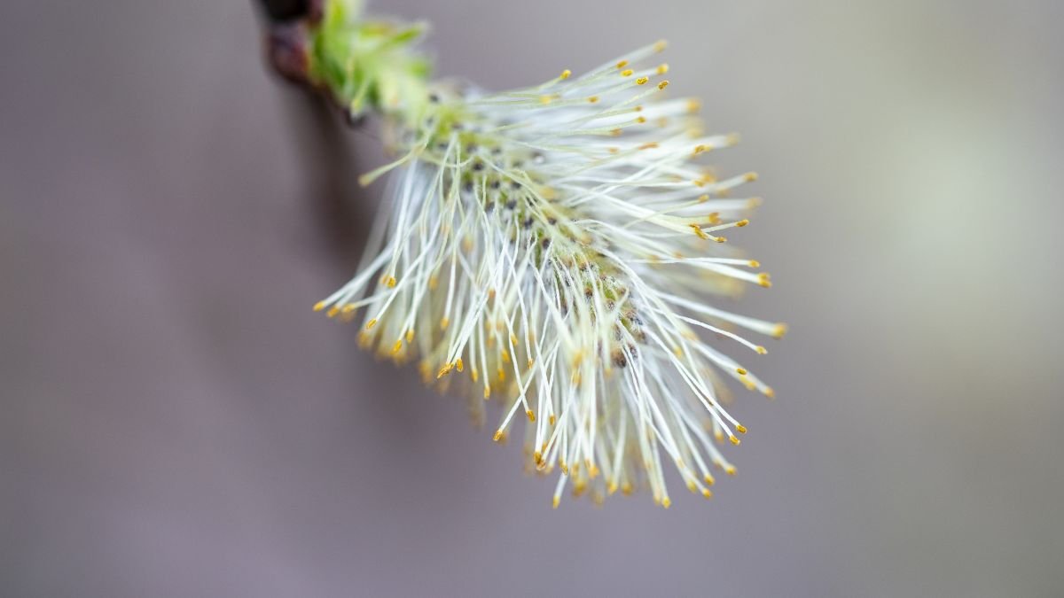 A kecskefűz virágzata, finom szálakból álló, sárga porzókkal díszítve, tavaszi hangulatot áraszt.