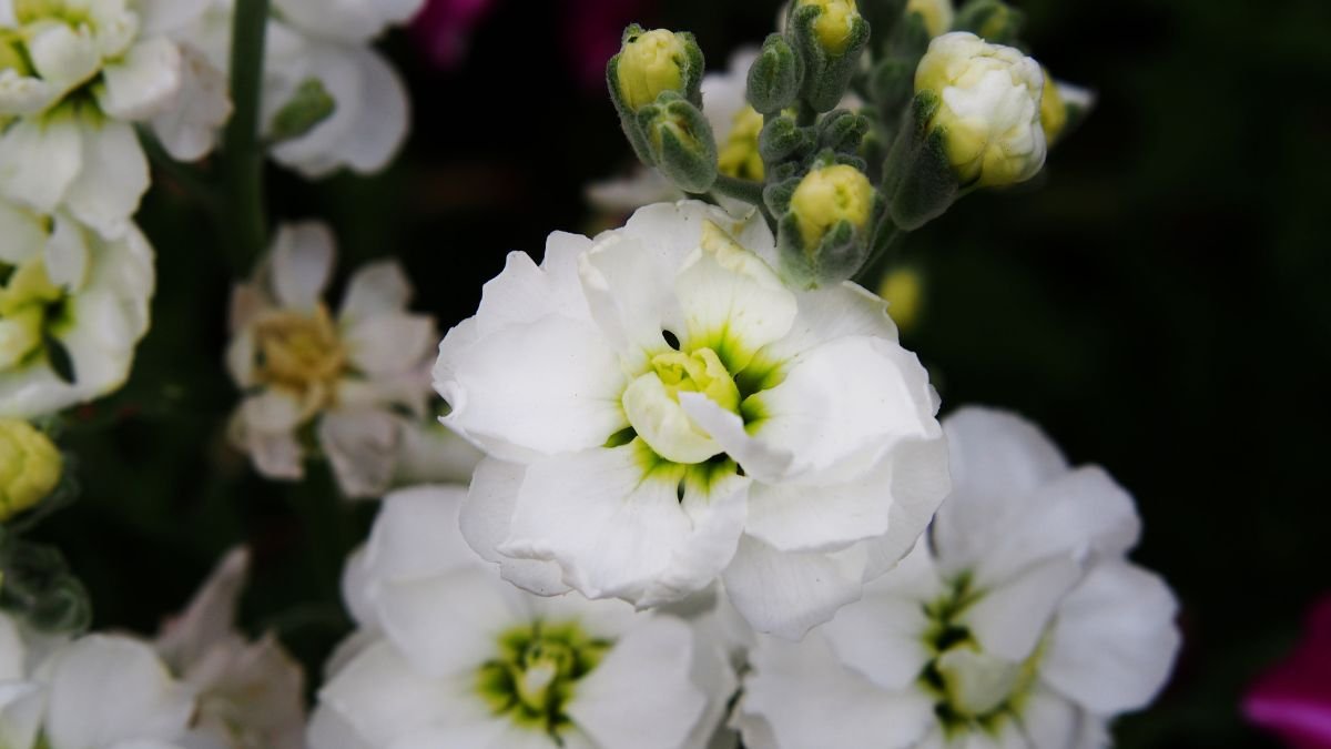 A kerti viola virágai fehérek, zöldes sziromközéppel, bimbók a háttérben.