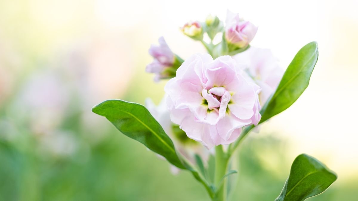 Rózsaszín virágú kerti viola (Matthiola incana) közelről, zöld levelekkel.